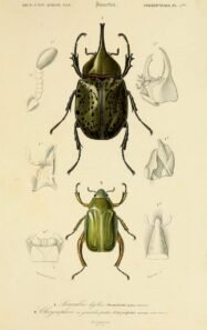 scientific-illustration-naturalist-drawing-0066