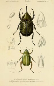 scientific-illustration-naturalist-drawing-0066