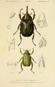 scientific-illustration-naturalist-drawing-0066
