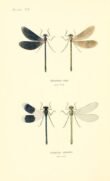 scientific-illustration-naturalist-drawing-0067