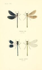 scientific-illustration-naturalist-drawing-0067