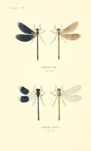 scientific-illustration-naturalist-drawing-0067