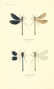 scientific-illustration-naturalist-drawing-0067