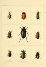 scientific-illustration-naturalist-drawing-0068