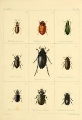 scientific-illustration-naturalist-drawing-0068