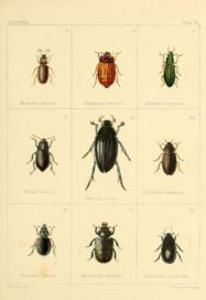 scientific-illustration-naturalist-drawing-0068