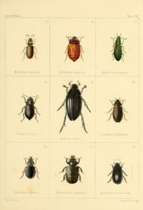 scientific-illustration-naturalist-drawing-0068