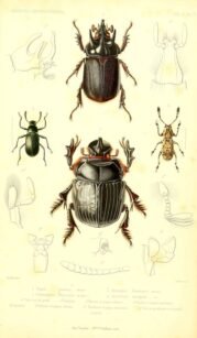 scientific-illustration-naturalist-drawing-0069