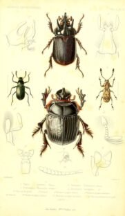 scientific-illustration-naturalist-drawing-0069