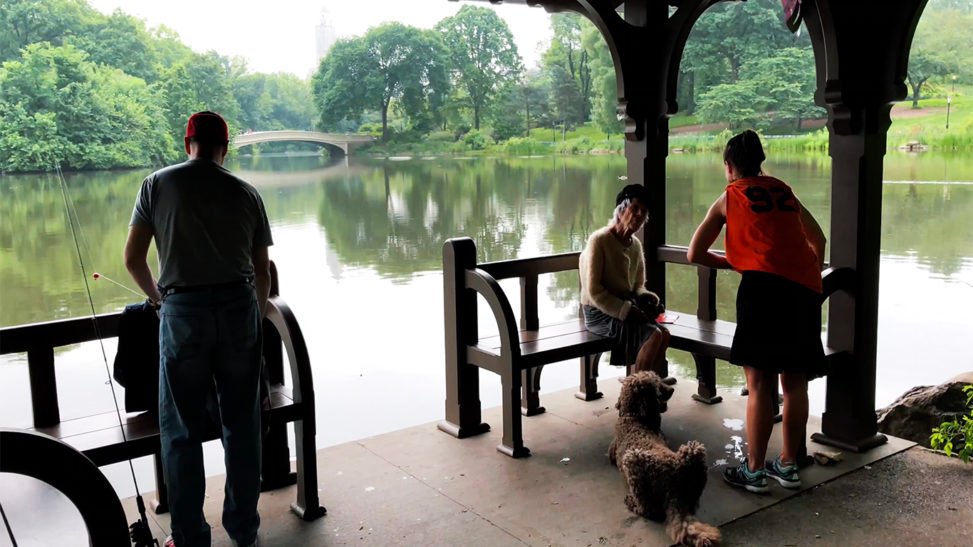 Walking In Central Park New York — Videowalk NYC